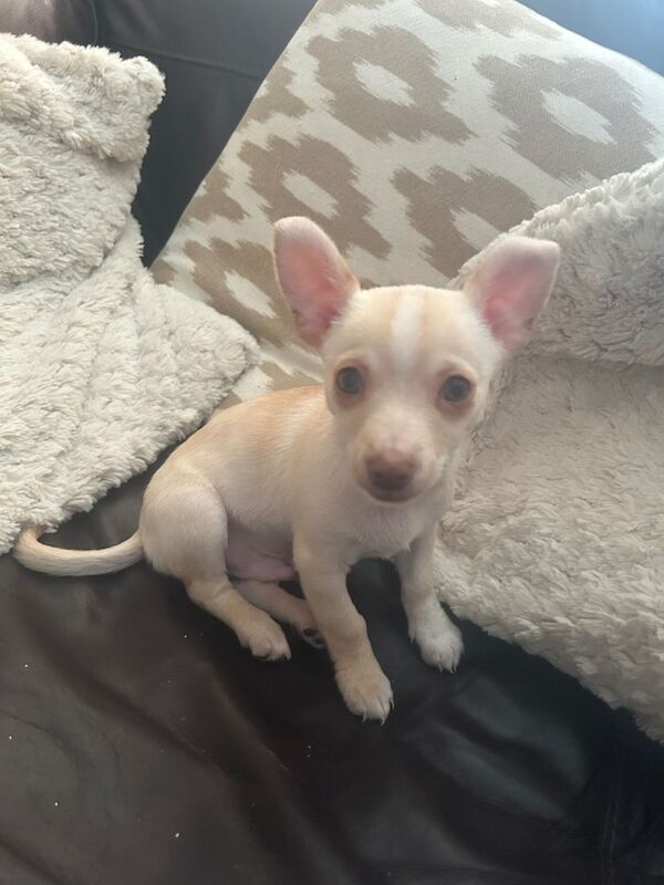 Adorable Chihuahua boy puppy 11 weeks old