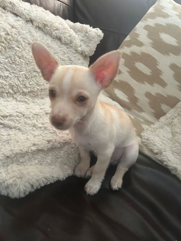 Adorable Chihuahua boy puppy 11 weeks old - Image 2 of 4