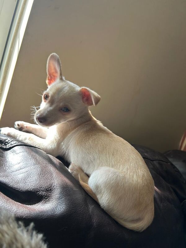 Adorable Chihuahua boy puppy 11 weeks old - Image 3 of 4