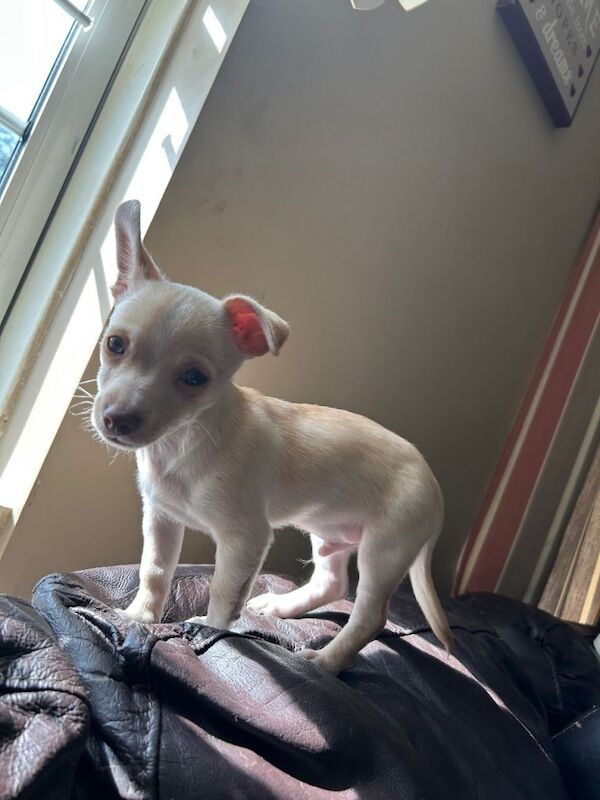 Adorable Chihuahua boy puppy 11 weeks old - Image 4 of 4