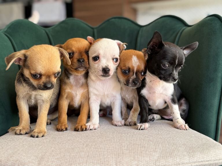 ️ Adorable Chihuahua Puppies – Healthy, Well Socialised & Looking for Loving Homes ️