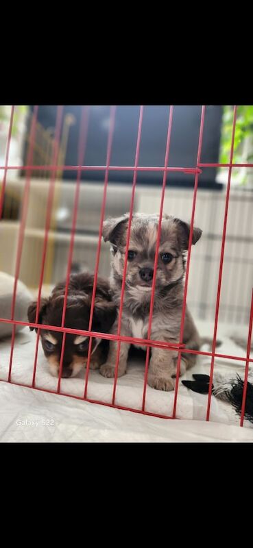 Chihuahua puppies for sale in Sandwell, West Midlands – 7 weeks old