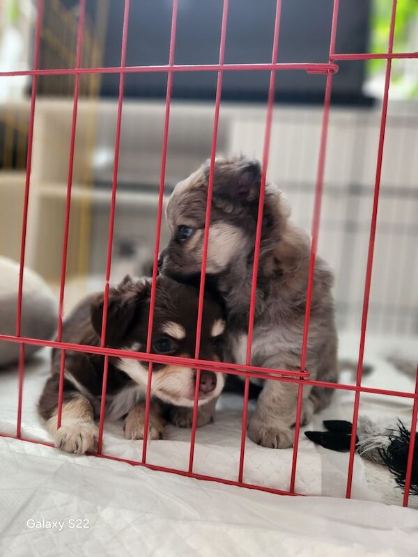 Chihuahua puppies for sale in Sandwell, West Midlands – 7 weeks old - Image 2 of 3