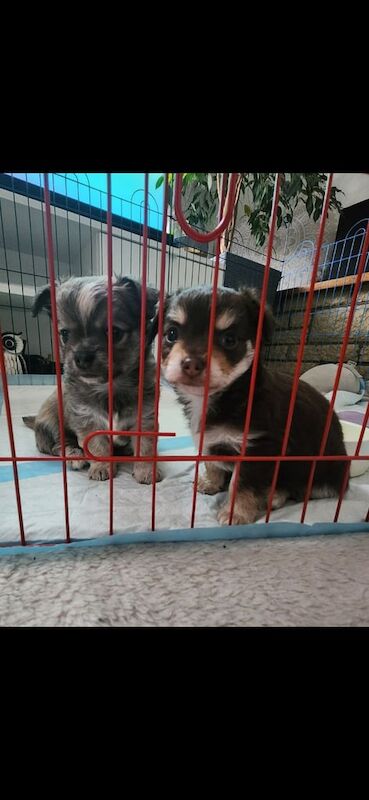 Chihuahua puppies for sale in Sandwell, West Midlands – 7 weeks old - Image 3 of 3