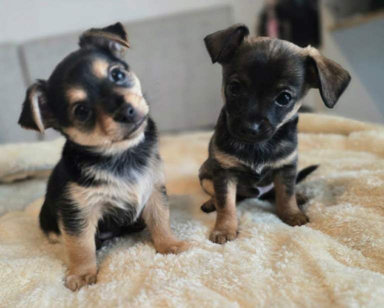 Chihuahua puppies for sale in Rochester, Kent – 4 months old - Image 3 of 6