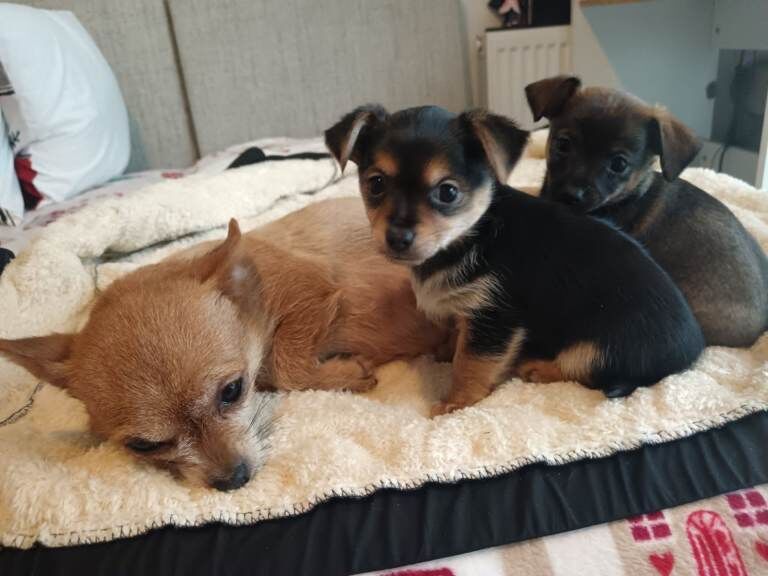 Chihuahua puppies for sale in Rochester, Kent – 4 months old - Image 5 of 6