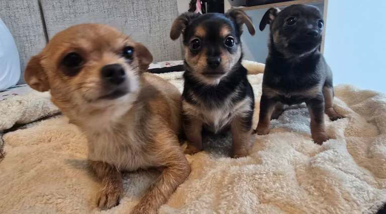 Chihuahua puppies for sale in Rochester, Kent – 4 months old - Image 6 of 6