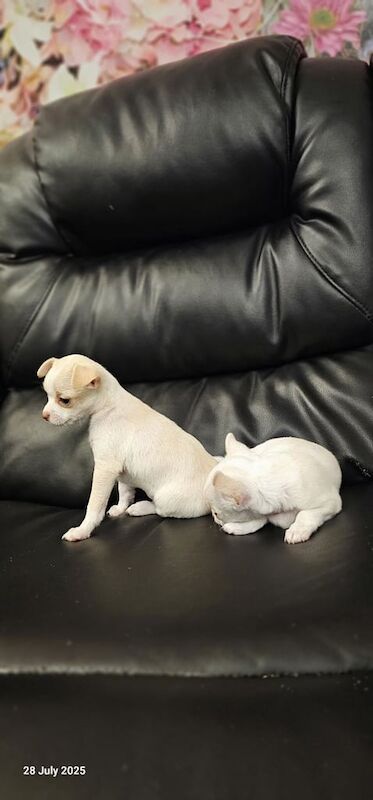 Chihuahua puppies for sale in Maidstone, Kent – 7 weeks old