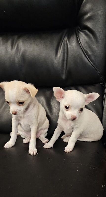 Chihuahua puppies for sale in Maidstone, Kent – 7 weeks old - Image 2 of 3