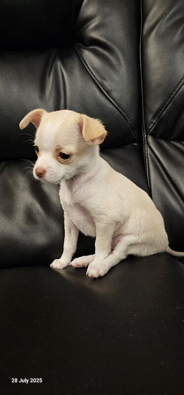 Chihuahua puppies for sale in Maidstone, Kent – 7 weeks old - Image 3 of 3