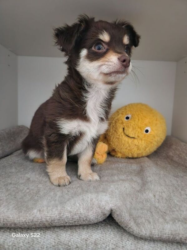 Chihuahua puppies for sale in Sandwell, West Midlands – 9 weeks old
