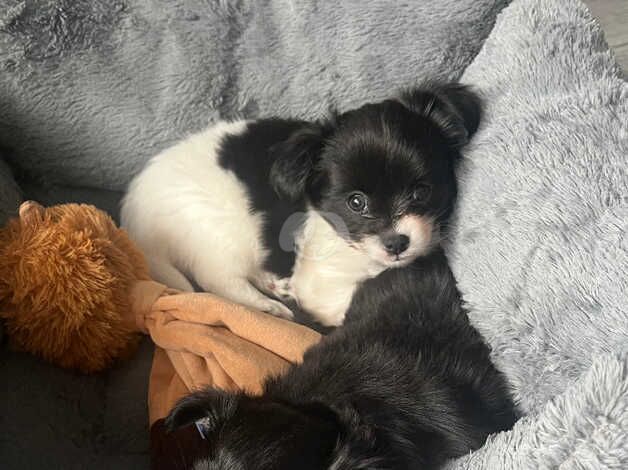 Black and white long haired chihuahua for sale hotsell
