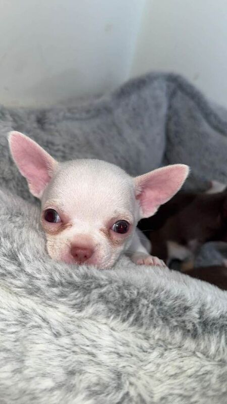 Adorable Little White Chihuahua puppies for sale