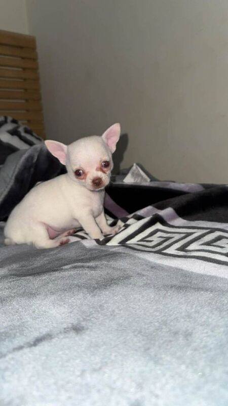 Adorable Little White Chihuahua puppies for sale - Image 2 of 4