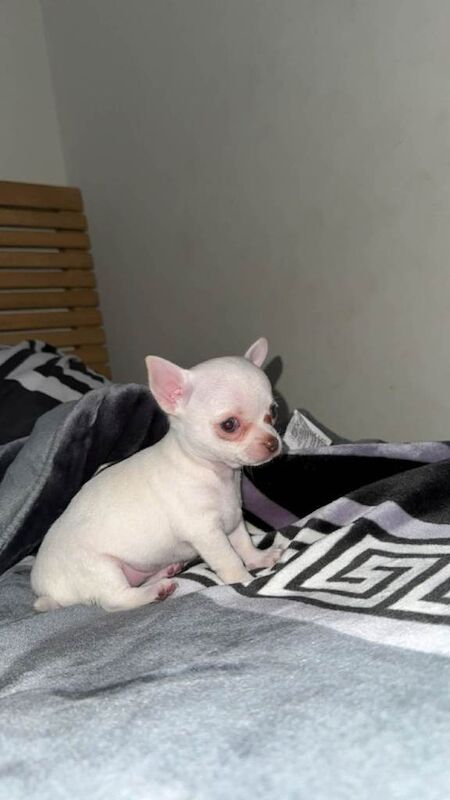 Adorable Little White Chihuahua puppies for sale - Image 3 of 4
