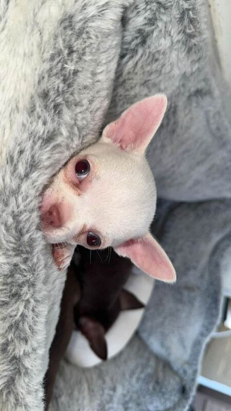 Adorable Little White Chihuahua puppies for sale - Image 4 of 4