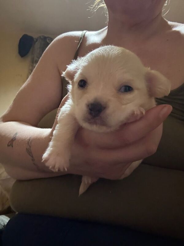 Adorable male Cream Chihuahua Puppy