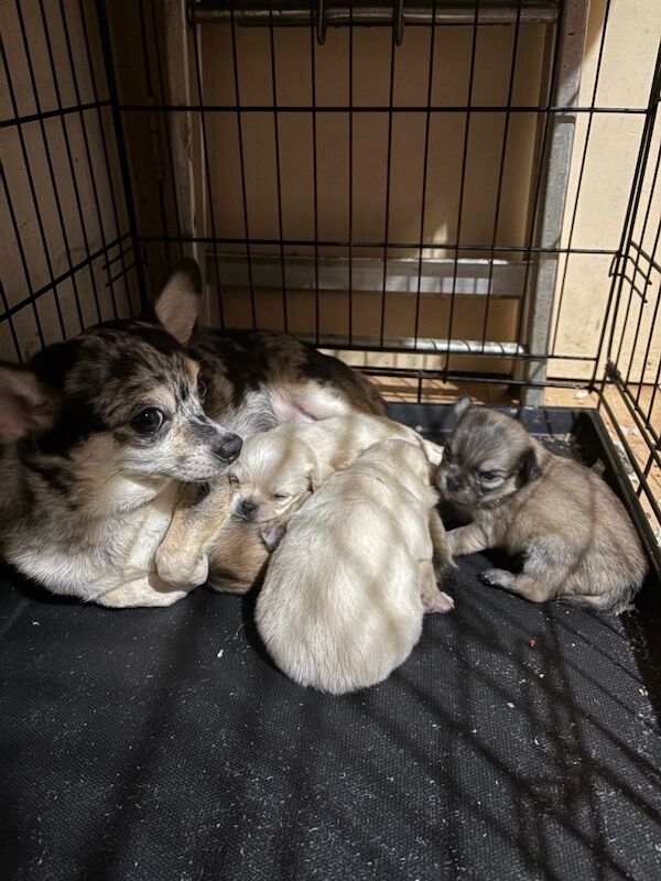 Adorable male Cream Chihuahua Puppy - Image 2 of 2