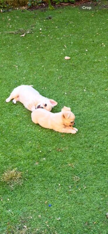 Adorable teddy bear chihuahuas x2 boys