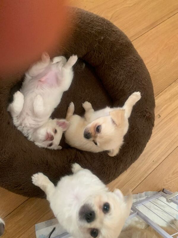 Adorable teddy bear chihuahuas x2 boys - Image 2 of 3