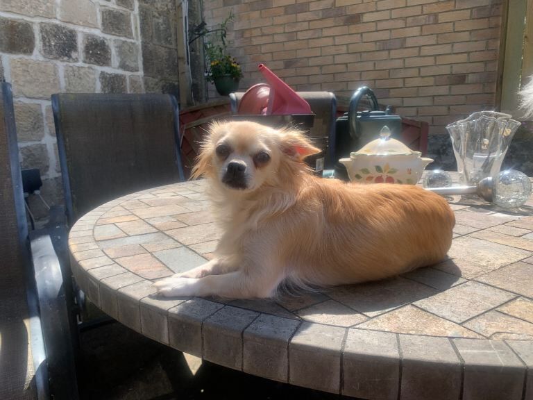 Adorable teddy bear chihuahuas x2 boys - Image 3 of 3