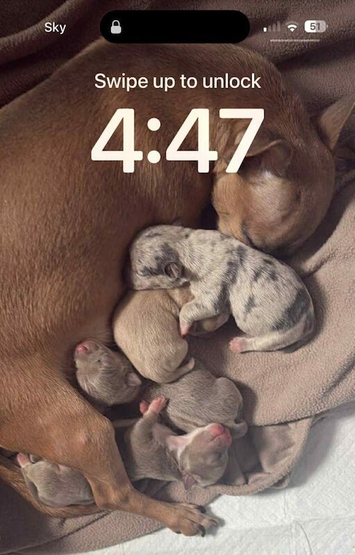 Chihuahua puppies for sale in Essington, Staffordshire – 3 months old