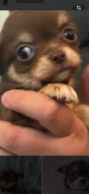 Chihuahua Puppies For Sale Under £1,000