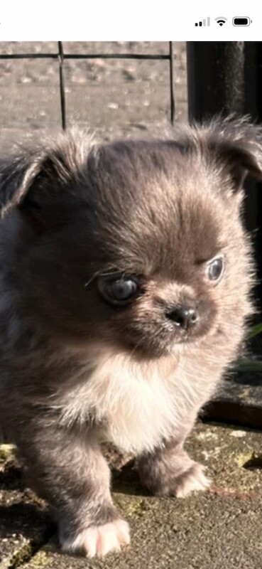Apple head chihuahua - Image 2 of 2