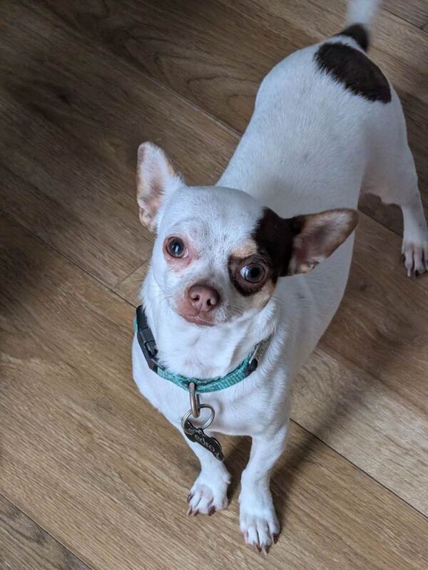 Apple head chihuahua - Image 2 of 4