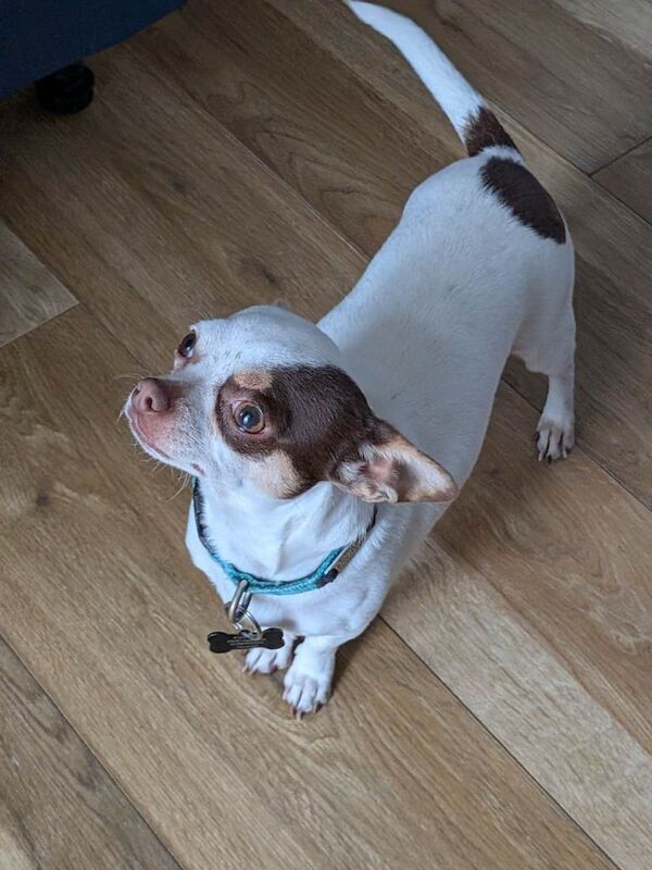Apple head chihuahua - Image 3 of 4