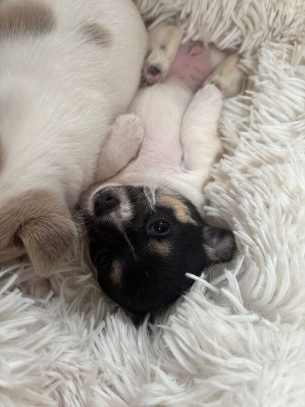 Chihuahua Puppies For Sale