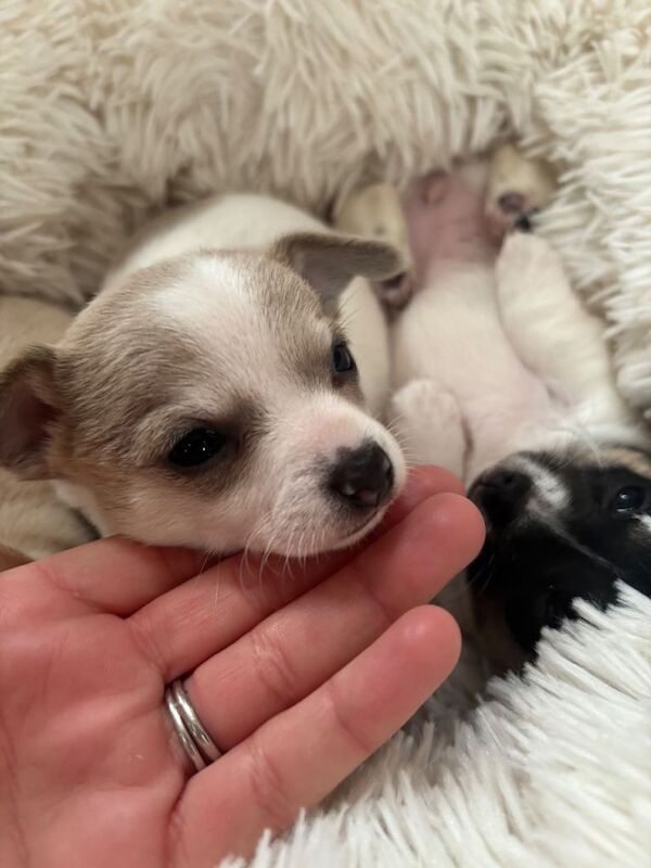 Chihuahua puppies for sale in Dunstable, Bedfordshire – 8 weeks old - Image 2 of 6