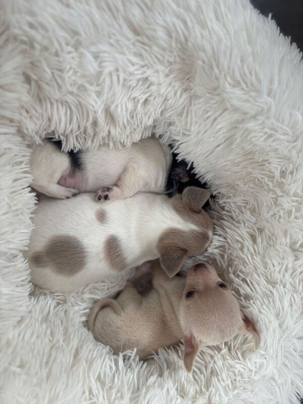 Chihuahua puppies for sale in Dunstable, Bedfordshire – 8 weeks old - Image 3 of 6