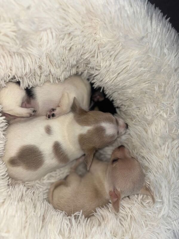 Chihuahua puppies for sale in Dunstable, Bedfordshire – 8 weeks old - Image 4 of 6