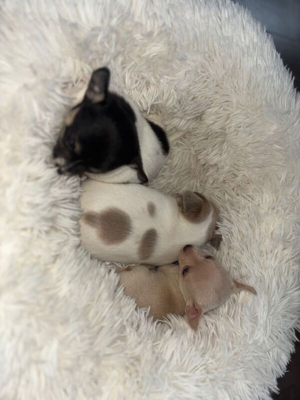 Chihuahua puppies for sale in Dunstable, Bedfordshire – 8 weeks old - Image 5 of 6