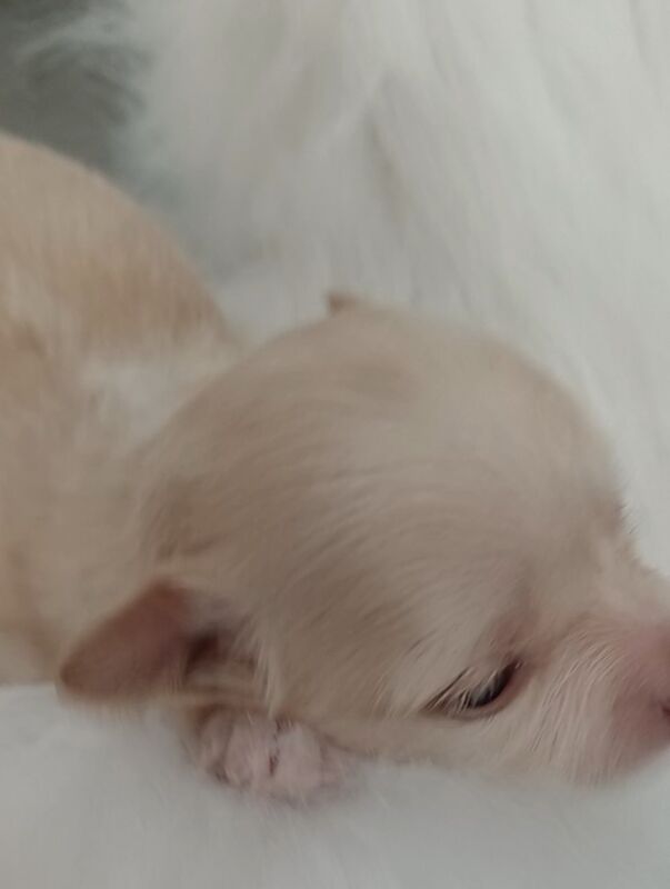 Are you Ready to receive gorgeous Chihuahua pup 2 Sept