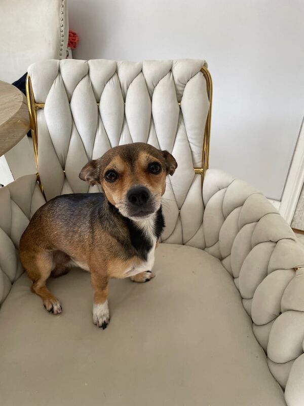 Chihuahua puppies for sale in Belfast, County Antrim – 5 years old