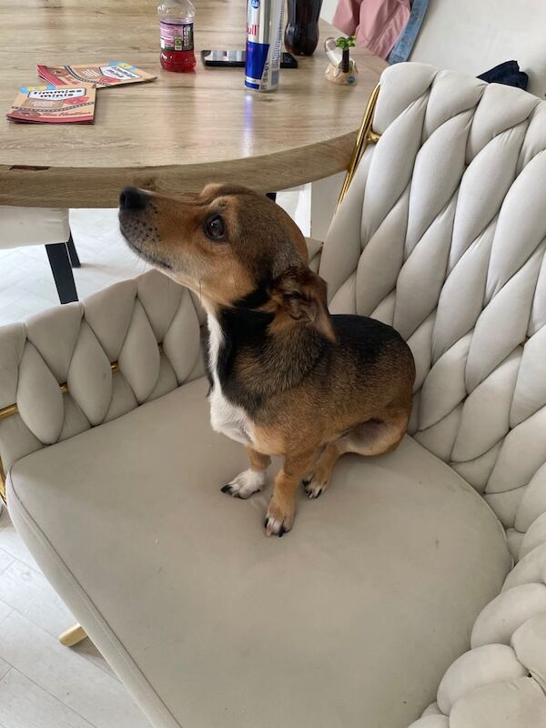 Chihuahua puppies for sale in Belfast, County Antrim – 5 years old - Image 2 of 3