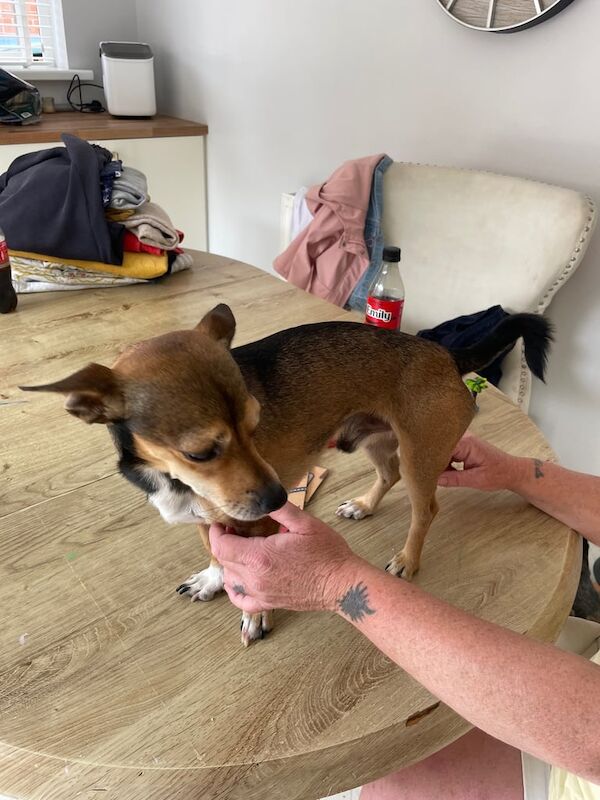 Chihuahua puppies for sale in Belfast, County Antrim – 5 years old - Image 3 of 3