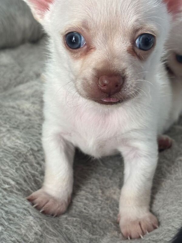Baby chihuahua pups