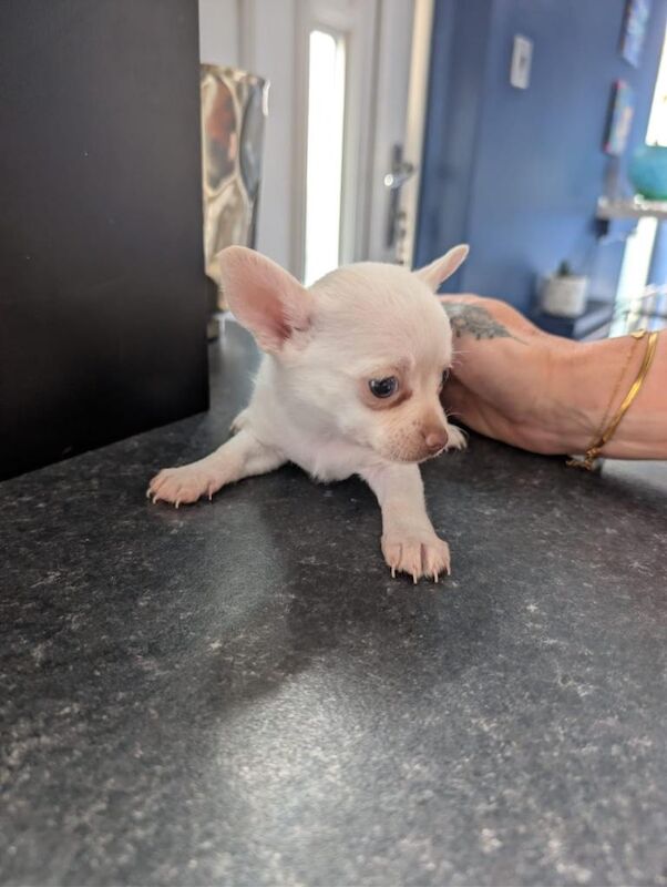 Baby chihuahua pups - Image 2 of 4