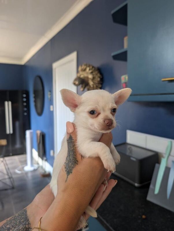Baby chihuahua pups - Image 4 of 4