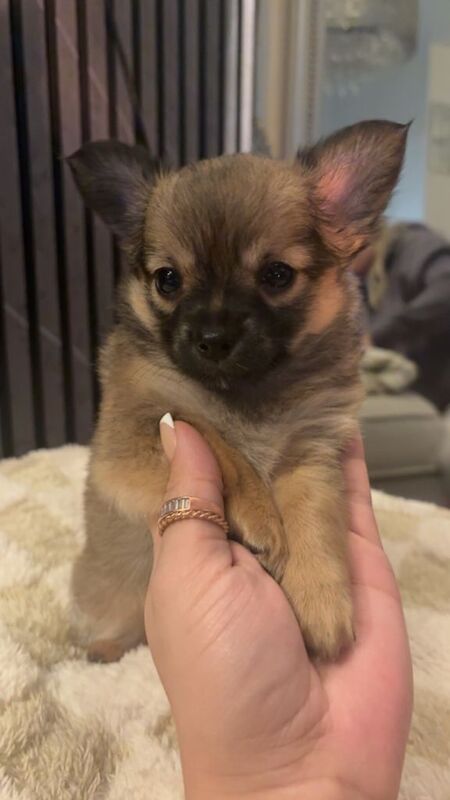 Chihuahua puppies for sale in Sinfin, Derbyshire – 7 weeks old