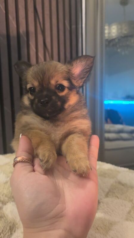 Chihuahua puppies for sale in Sinfin, Derbyshire – 7 weeks old - Image 2 of 4