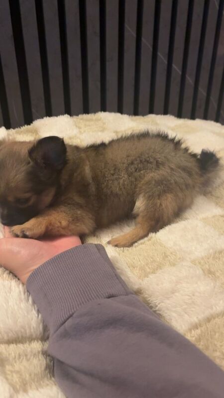Chihuahua puppies for sale in Sinfin, Derbyshire – 7 weeks old - Image 3 of 4