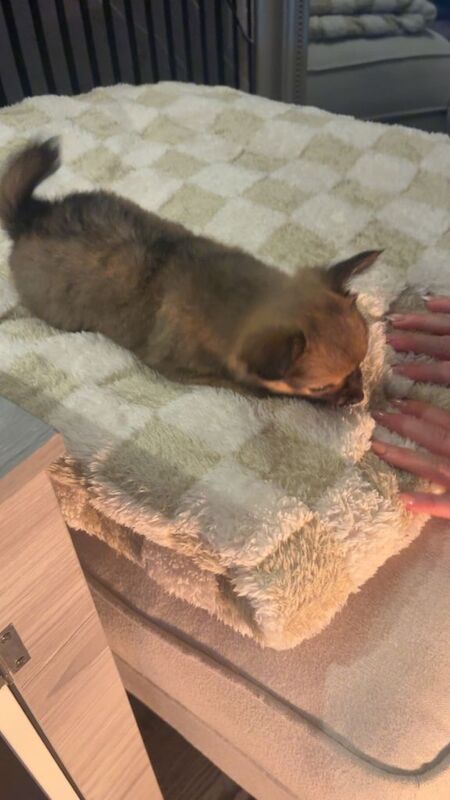 Chihuahua puppies for sale in Sinfin, Derbyshire – 7 weeks old - Image 4 of 4