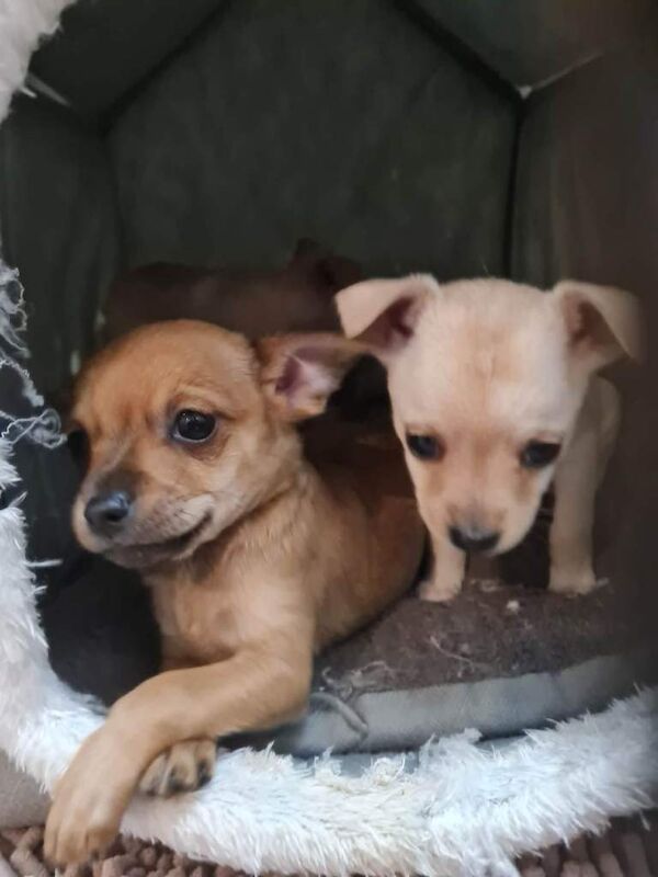 Chihuahua puppies for sale in Shirebrook, Derbyshire – 12 weeks old
