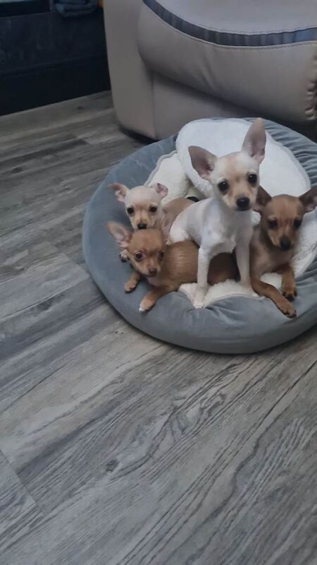 Chihuahua puppies for sale in Shirebrook, Derbyshire – 12 weeks old - Image 2 of 5