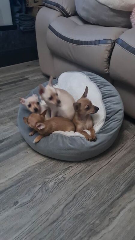 Chihuahua puppies for sale in Shirebrook, Derbyshire – 12 weeks old - Image 3 of 5
