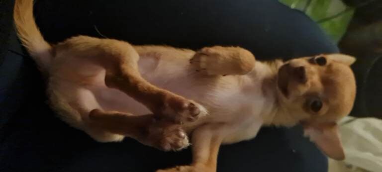 Chihuahua puppies for sale in Shirebrook, Derbyshire – 12 weeks old - Image 4 of 5